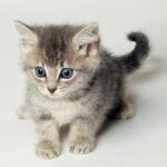 kotek snapchat julia profil