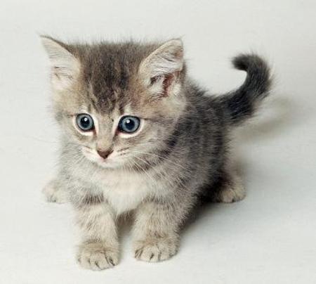 kotek snapchat julia profil