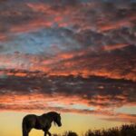 snapchat konto natalia konie