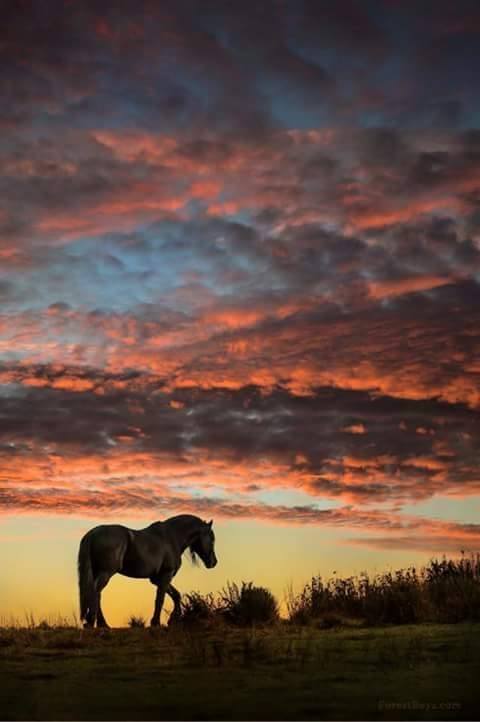 snapchat konto natalia konie