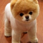 weronika konto snapchat piesek